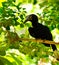 Black Hornbill