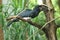 Black hornbill