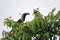 Black hornbill, Lake Kyaninga, Uganda