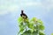 Black hornbill, Lake Kyaninga, Uganda