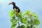 Black hornbill, Lake Kyaninga, Uganda