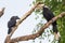 Black Hornbill Pair