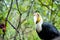 Black hornbill perch between the branch of tree