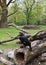 Black hornbills