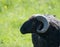 Black horned sheep