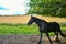 A black horse on a background of yellow field foxes in Scotland