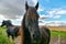 A black horse on a background of yellow field foxes in Scotland