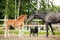 Black horse and brown foal, opposite one another and black dog