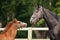 Black horse and brown foal standing opposite one another