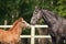 Black horse and brown foal standing opposite one another