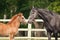 Black horse and brown foal standing opposite one another