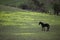 Black horse browsing on a meadow