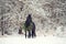 Black horse with christmas wreath. winter