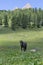 Black Horse and Cows Pasturing in Grazing Lands: Italian Dolomites Alps Scenery