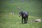 Black Horse and Cows Pasturing in Grazing Lands: Italian Green M