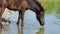 Black horse drinks lake water in summer in slo-mo