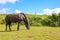 Black horse eating grasses on a wide pasture during a sunny day