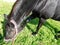 Black horse eats green grass, grazing