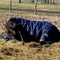 Black horse enjoying a nap in the hay on a sunny spring day.