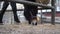 Black Horse Feeding Hay under Hanging Hay Net, Close Up