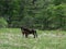 A black horse feeds its foal on a spring green meadow in the forest