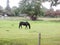 Black horse in field grazing animal outside farm uk