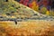 Black Horse in Field Meadow in Fall