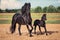 Black horse and foal running