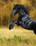 The black horse of the Friesian breed play in the gold autumn wood