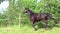 Black Horse Gallop free on meadow in slow motion