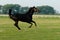 Black horse galloping