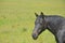 Black horse in grassy wildflower meadow