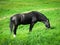 Black horse grazes on the lawn