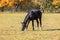 A black horse grazes in a meadow in a corral