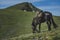 Ð black horse grazes on the mountainside