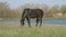 A black horse grazes on the spring grass against the background of village pond