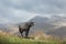 Black horse grazing in the highlands of North Ossetia.