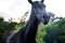 Black horse grazing on pasture at sundown in orange sunny beams. Beauty world