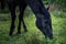 Black horse grazing on pasture at sundown in orange sunny beams. Beauty world