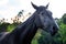 Black horse grazing on pasture at sundown in orange sunny beams. Beauty world