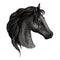 Black horse head sketch portrait