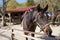 A black horse at a horse breeding farm in a village on spring sunset on dreamy meadow in golden hour