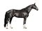 Black horse isolated on the white