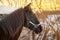 The black horse with its long mane is next to the wooden stable in outdoors in winter