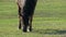 Black horse with a long mane grazes grass on a lawn in slo-mo