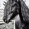 Black horse with long mane. Portrait close up. Can be used for decoration, interior print.