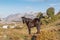 Black horse of Losino breed in the bush staring with snowy mountains behind.