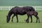 Black horse, mare with foal