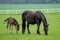 Black horse, mare with foal