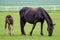 Black horse, mare with foal